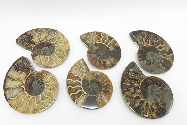 Ammonite Pair - Zero Point Crystals