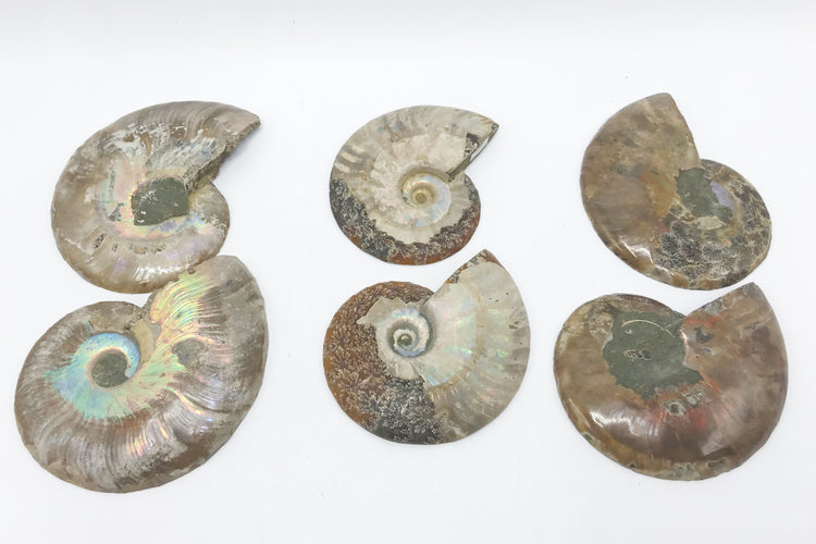 Ammonite Pair - Zero Point Crystals