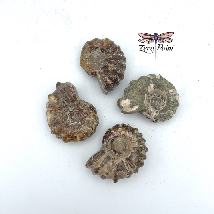 Tractor Ammonite 3-5cm - Zero Point Crystals